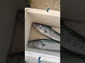 serruchos pescados a curri costero