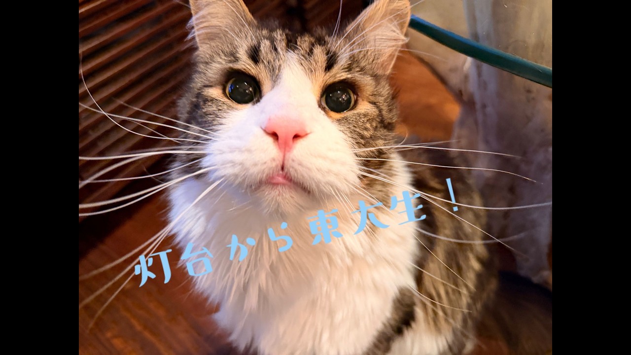 297th Episode: Neko Radi Cafe Todai - Go-chan Solo Stream: 