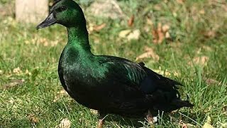 All duck breeds.Over 45 breeds