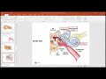 Understanding How Our Ears Work