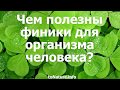 Чем полезны финики для организма человека?