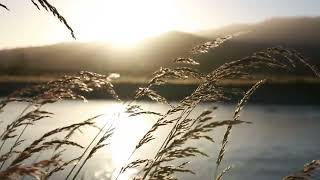 Sounds to help you relax or sleep to relieve stress to meditate (Nature Sounds) 1 HR
#relaxing #nature #naturelovers #insomia #relaxing #sleep #sleepmeditation
This video is a perfect way to lay low and relax with the soothing sound of nature. Sit or lie down comfortably and let the relaxing sounds guide you into deep relaxation.
Thank you for watching ❤️ and have a relaxed day ☺️
nature sounds for relaxing, meditating, learning & falling asleep Sounds to help you relax or sleep to relieve stress to meditate (Nature Sounds) 1 HR