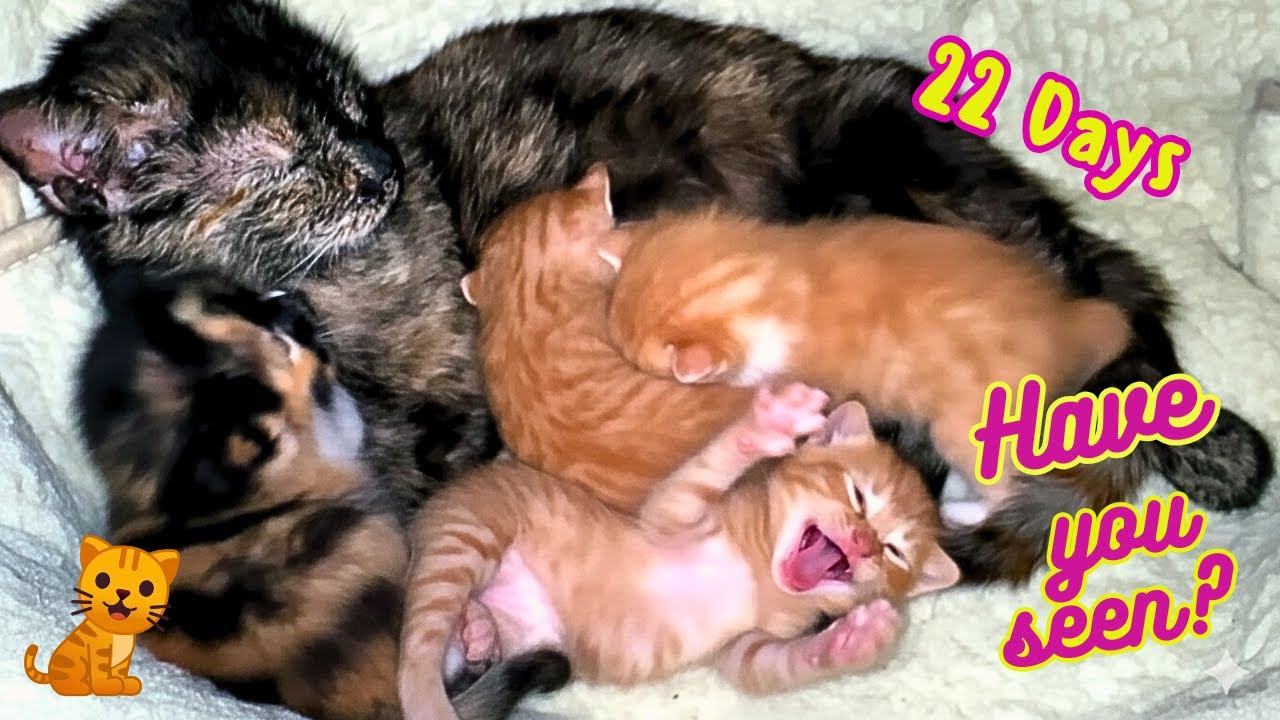 Любопытный котенок Микки исследует окрестности, пока его мама присматривает за котятами.