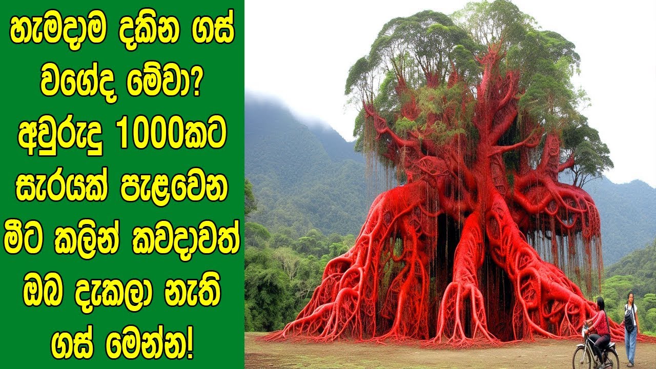හැමදාම දකින ගස් වගේද මේවා? අවුරුදු 1000කට සැරයක් පැළවෙන මීට කලින් කවදාවත් ඔබ දැකලා නැති ගස් මෙන්න!