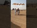 ركوب الي طوله 195