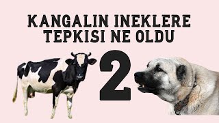 KANGAL KIRMASINI İNEKLER ÜZERİNDE DENEDİK!!! (OLDU)