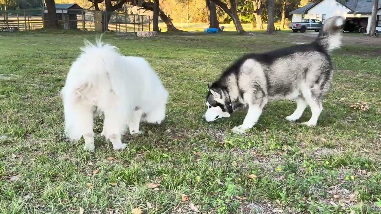 Полный хаос до встречи с Зевсом 😂
