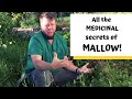 Mallow an edible medicinal marvel