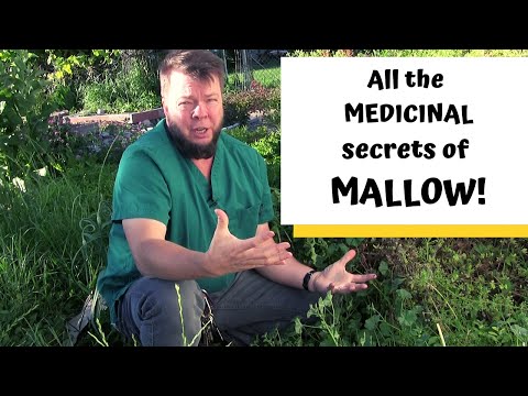 Video: Medicinal Relative Of Mallow