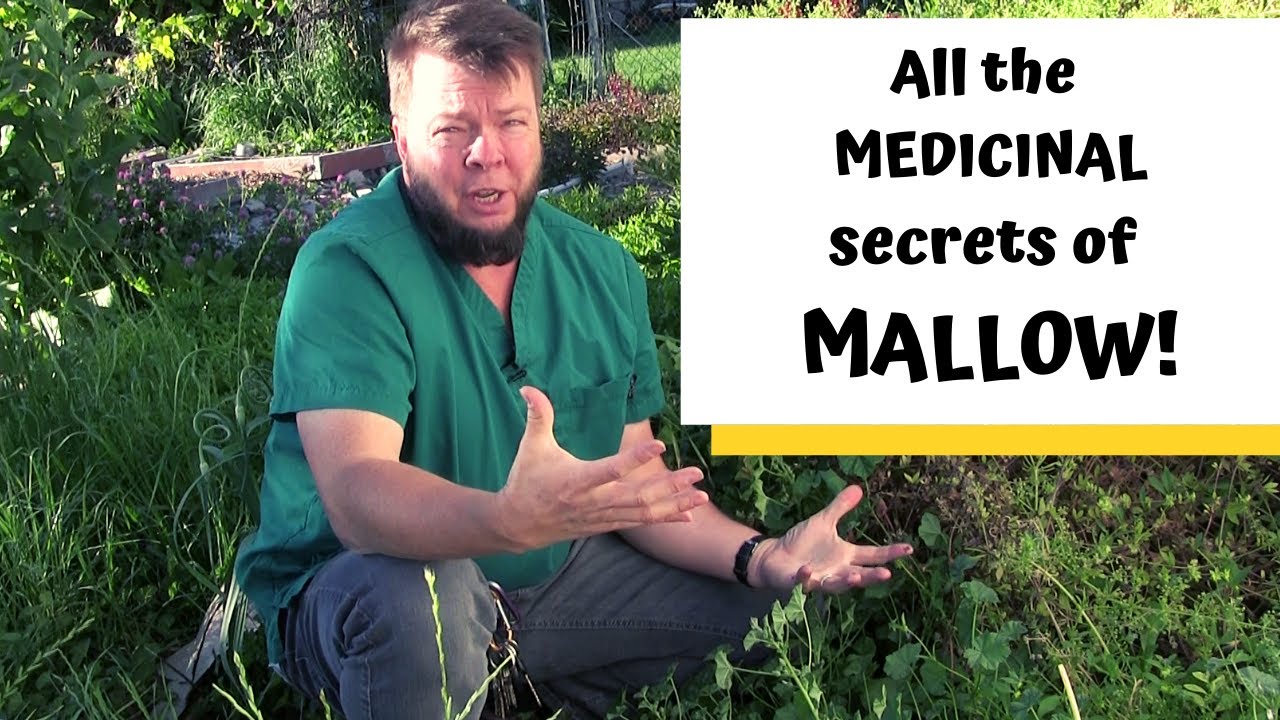 Mallow: An Edible, Medicinal Marvel!