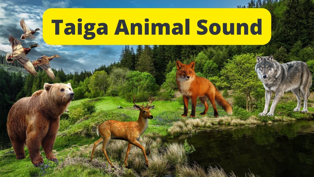 New Taiga Animal Sounds: Wolf, Fox, Bear, Deer, Squirrel, Duck