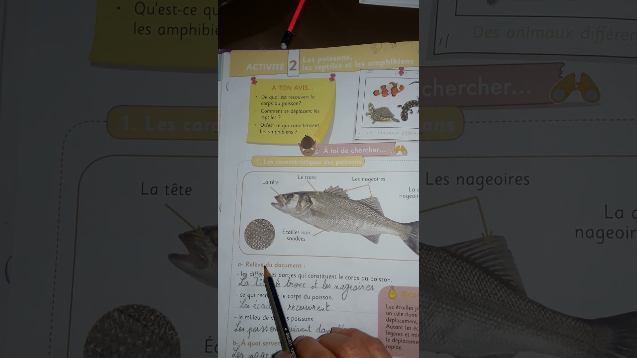 Application Eb2 Science Poisson Les poissons EB2 - YouTube