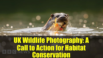 UK Wildlife Photography: A Call to Action for Habitat Conservation
