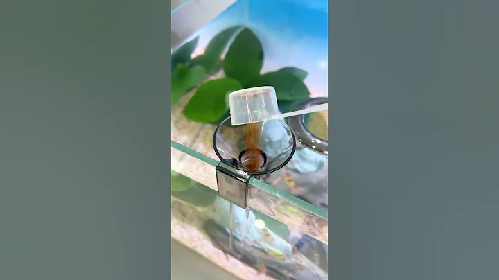 Feeding Tube #toopa #aqauticplants #trending #fishtanksetup #fish #fishtank #fishaquarium #aquarium