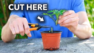 Wish I knew this method of growing tomatoes when I started…