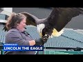 Philadelphia Eagles Eagle!
