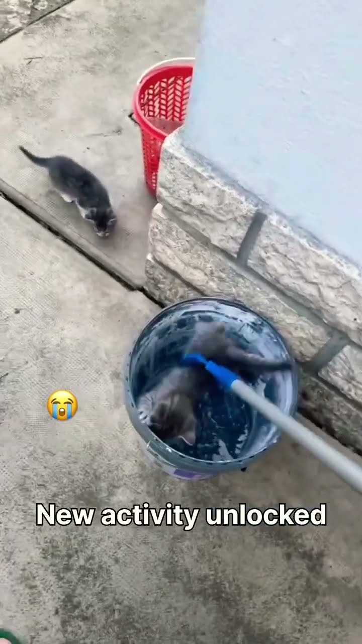 New Kittyo rescue before the prvnci concert