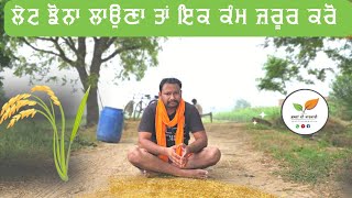 ਇਕ ਗੌਰ ਕਰਕੇ ਲੇਟ ਝੋਨਾ ਕੋਈ ਕਿਸਮ ਲਉ Late oaddy transplanting precautions