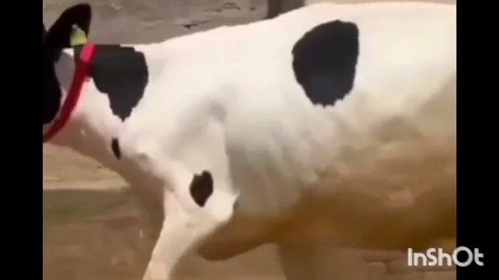 Pregnant Rescue Cow Becomes A MomFor The First Time| The Dodo