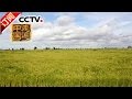 《走遍中国》 20161109 沙漠深处种水稻 | CCTV-4