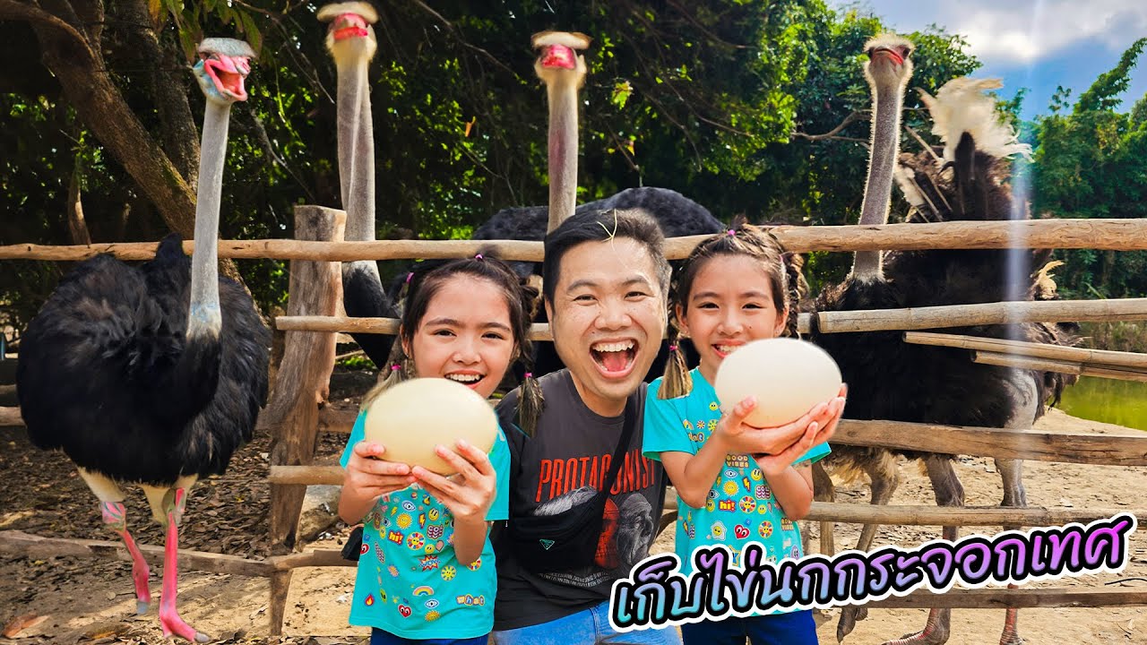 YimYamFamily | เก็บไข่นกกระจอกเทศ