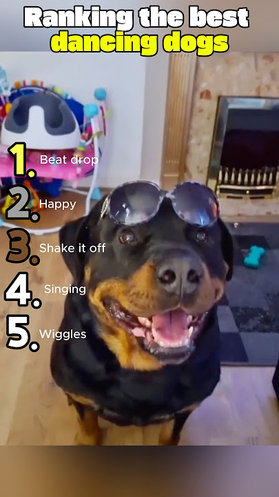 Ranking the best dancing dogs ever!