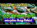 පලා පොළඟා/ Green Pit Viper/srilankan green pit viper /pit viper/snake/pala polaga/srilanka animals