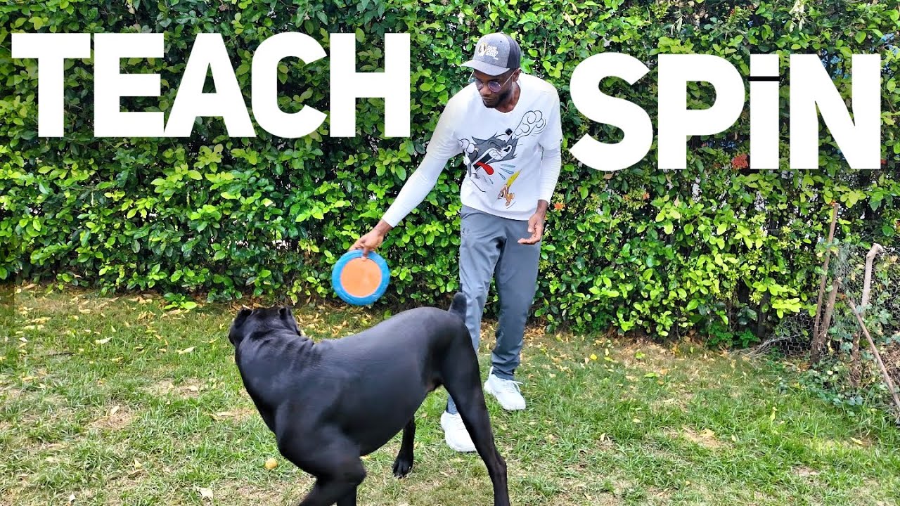 Teach Your Dog to SPIN 🔃 on Command in 5 Minutes