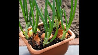 Easy Guide to Growing Onions at Home | Simple Garden