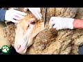Sheep Covered In 90-Pounds Of Wool Gets Life-Saving Makeover ❤️