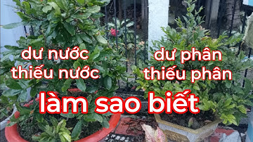 cách nhìn dư nước thiếu nước.( dư phân thiếu phân) trên cây mai vàng