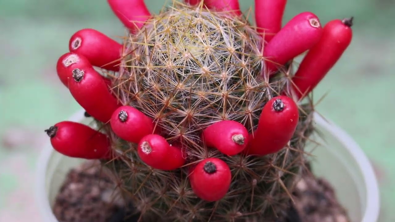 Cacto pimenta - Mammillaria prolifera