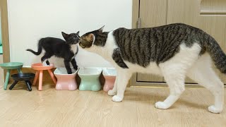 The Big Cat Wants To Be Gentle With Two Rescued Kittens │ Episode.22