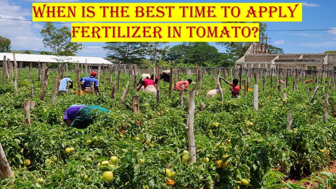 When Is The Best Time To Apply Fertilizer In Tomato?  | Guideline for Growing Tomato in 2023!