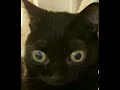 cat dance