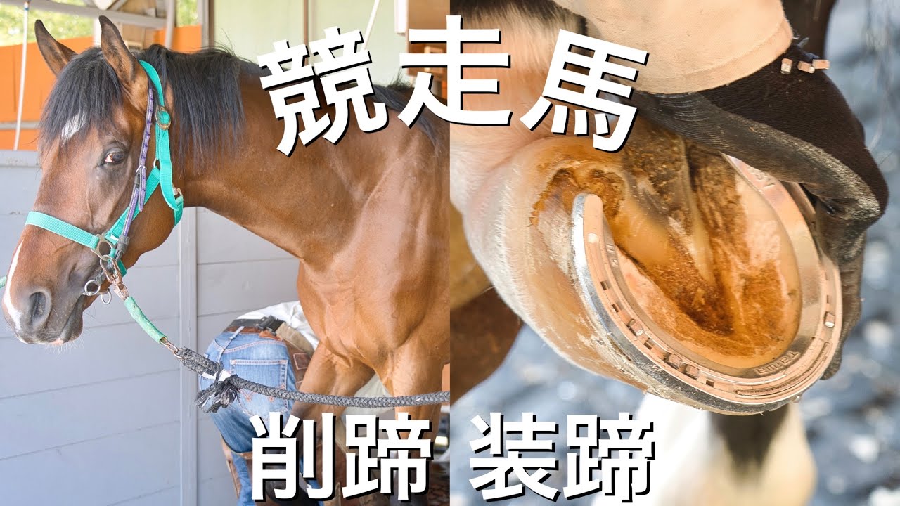 競走馬の削蹄・装蹄作業#123 Hoof Restoration Farrier - YouTube