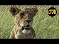 safariLIVE - Sunrise Safari - May 02, 2019