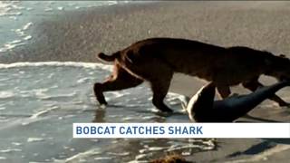 Bobcat Drags Shark Out Of Florida Surf Onto Beach Youtube