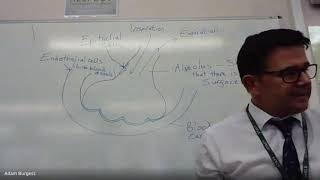 Gas Exchange In The Alveoli - A Level Biology