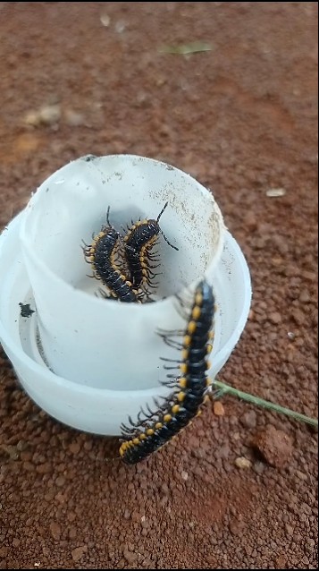 catching millipedes. #millipedes #shorts