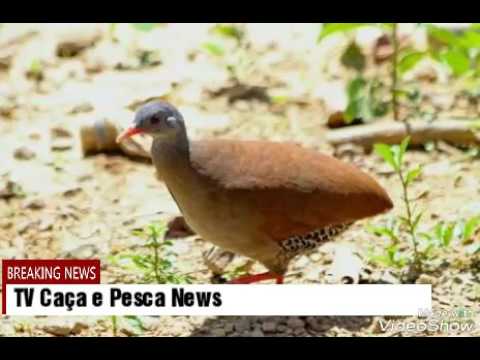 Canto De Lambu Pe Roxo Sua Musica Som Para Atrair Lambu Femea E Macho Youtube