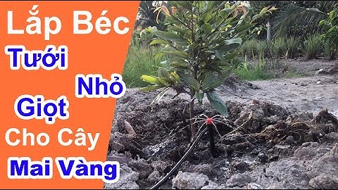 Lắp Hệ Thống Tưới Nhỏ Giọt Cho Cây Mai Vàng | Thagi Garden