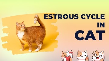 Title: "Cracking the Cat Estrous Code: Your Guide to Feline Fertility 🐱💕"
