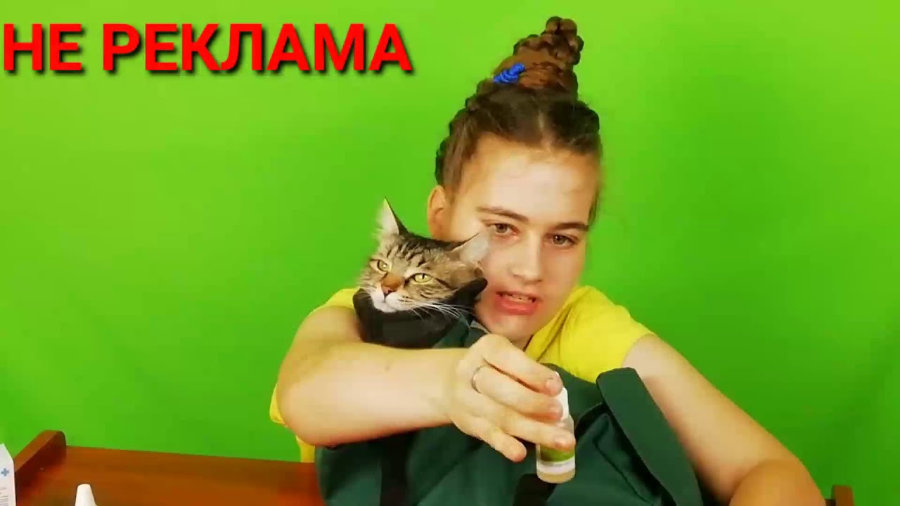 Что делать если у кошки появился ушной клещ?\\Что такое ушной клещ и как ...