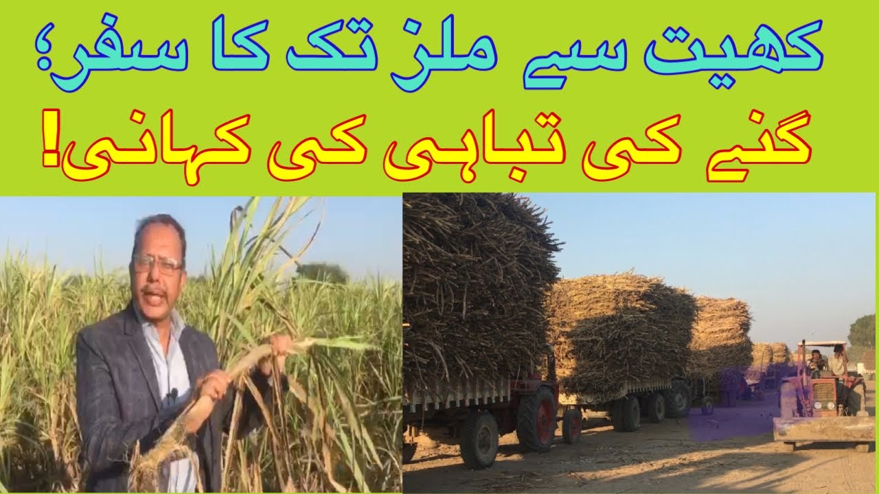 Sugarcane issue | Sindh crop | farm to Factory | Agriculture vlog | flood hit agriculture  