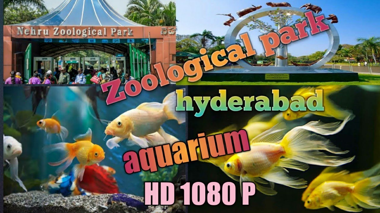 Nehru Zoological park Hyderabad/ Aquarium fish / ఆక్వేరియం లో చేపలు