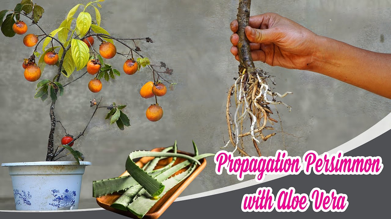 Method of propagation Persimmon with Aloe Vera | Hachiya persimmon | Bear's Garden
