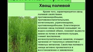 Хвощ полевой Хвощ полевой