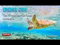 Wonder 101 | Great Barrier Reef: The World’s Largest Coral Wonder! 🌊