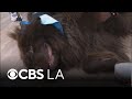 UC Irvine hospital to have new "paw patrol" of therapy dogs to help patients